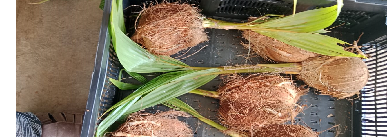 SPROUTED COCONUT